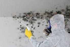 Professional Mold Removal Services in Holladay, UT